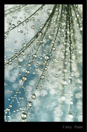 c71-Fairy Rain.jpg